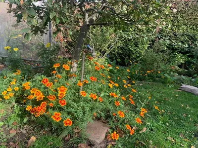 Ein Garten an der Unterkunft Ferienwohnung Sophie